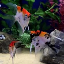 Triple grade AAA Red devil angels