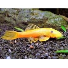 Albino Bristlenose plec small