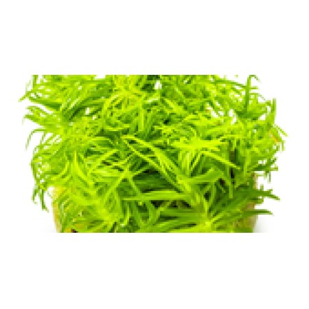 Pogostemon deccanensis