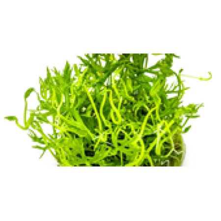 Ranunculus inundatus