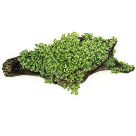 Riccardia chamedryfolia