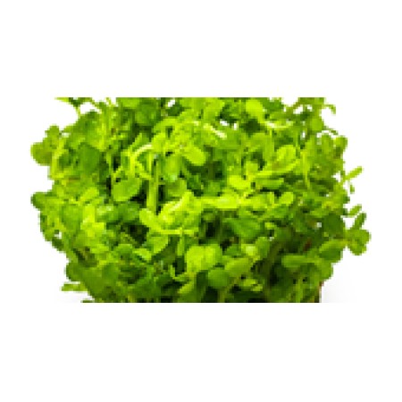 Rotala indica 'Bonsai'