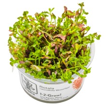 Rotala rotundifolia ‘Blood Red’
