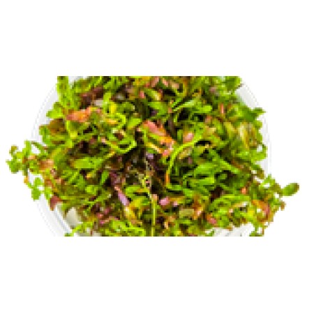 Rotala rotundifolia ‘Blood Red’