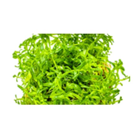 Rotala rotundifolia 'Green'