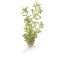 Rotala rotundifolia 'Green'