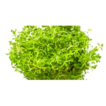 Rotala rotundifolia 'H'ra'