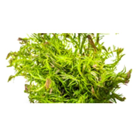 Rotala wallichii