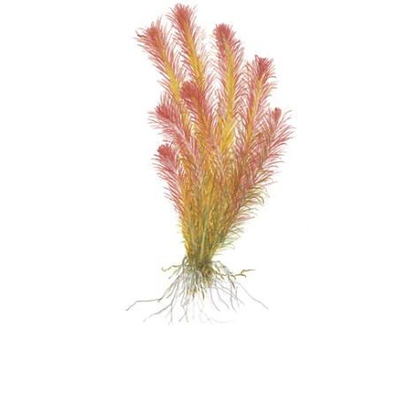 Rotala wallichii