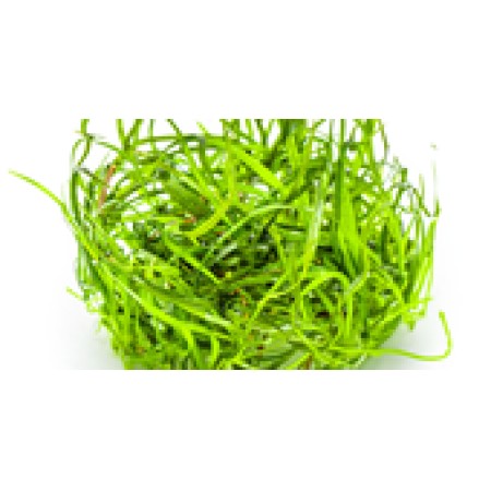 Sagittaria subulata ‘Needle Leaf’