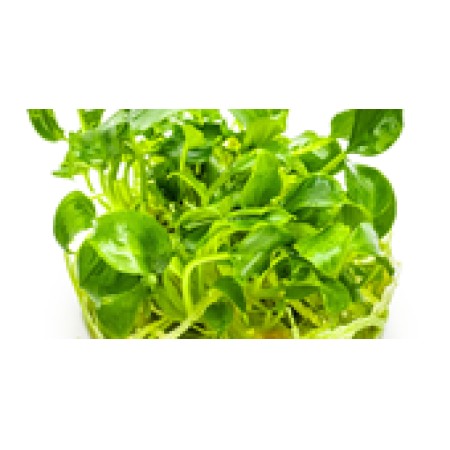 Schismatoglottis prietoi