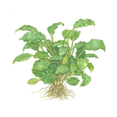 Schismatoglottis prietoi