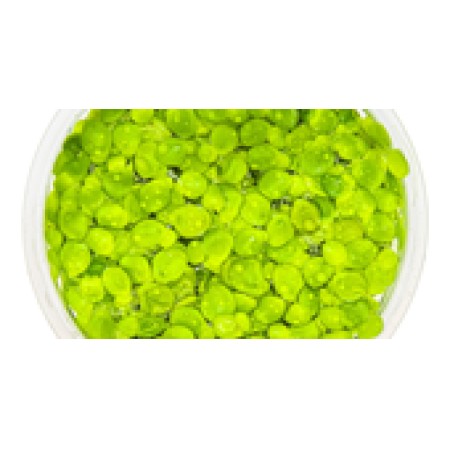 Spirodela polyrrhiza