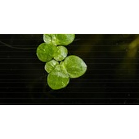 Spirodela polyrrhiza