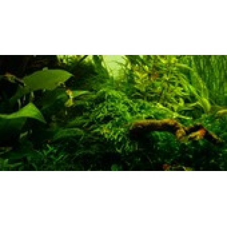 Taxiphyllum alternans 'Taiwan'