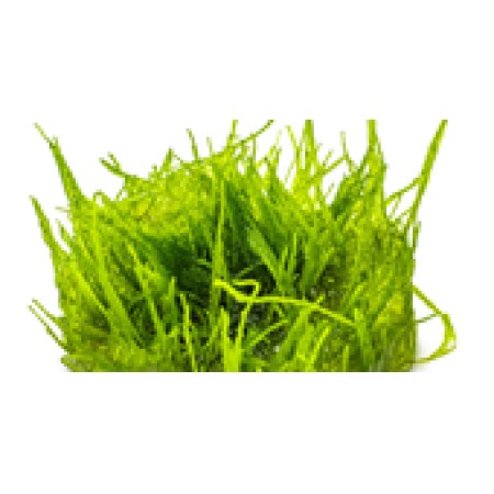 Taxiphyllum barbieri ‘Bogor Moss’ (Java Moss)