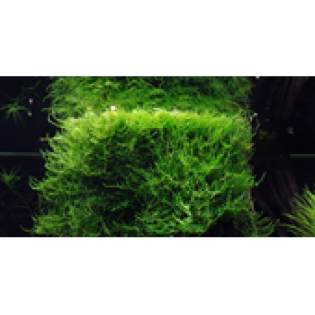 Taxiphyllum barbieri ‘Bogor Moss’ (Java Moss)