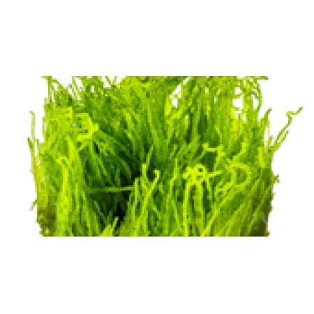 Taxiphyllum sp. ‘Flame Moss’