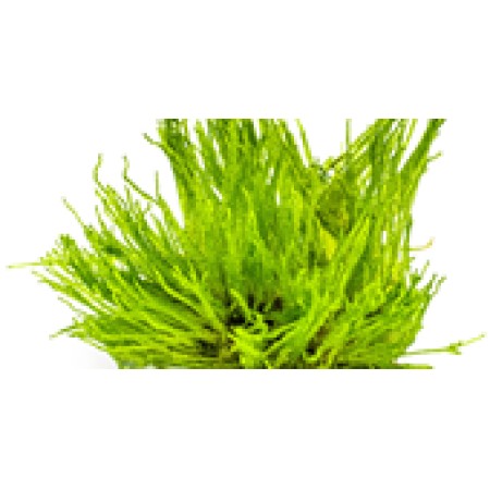 Taxiphyllum 'Spiky moss'