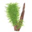 Taxiphyllum 'Spiky moss'