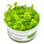 ...Easy 30L Aquarium Plant Bundle (6 Tropica 1-2-Grow Cups)