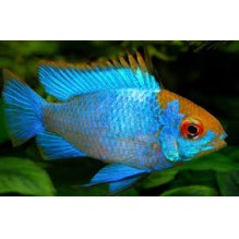 Electric Blue Rams l/xl