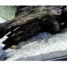 Stardust Pleco (l262)
