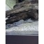 Stardust Pleco (l262)