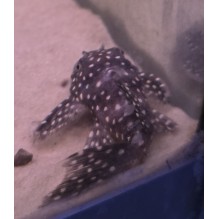 L007 Vampire Plec