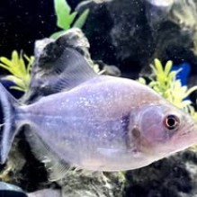 Black Piranha  Serrasalmus rhombeus 10-12cm