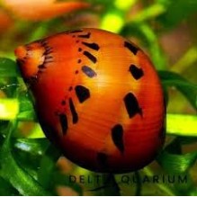 Snail Nerite Spotted