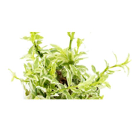 Hygrophila polysperma "white"