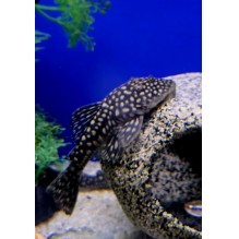 Slate Plec (Lasiancistrus Genisetiger)