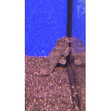 Queen arabesque l260