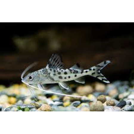 Pim Pictus Pim Pictus