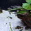 Weekend Offer buy 4 ottocinclus get 2 free (6 in total)