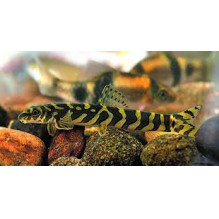 Zodiac loach - Mesonoemachelius Triangularis