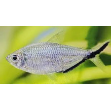 Costae Tetra - Moenkhausia Costae