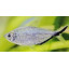 Costae Tetra - Moenkhausia Costae
