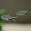 Costae Tetra - Moenkhausia Costae