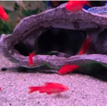 Cherry Albino Barb