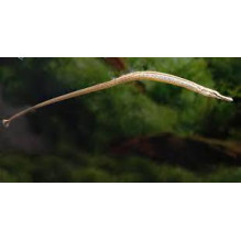long snouted pipefish -Doryichthys martensii