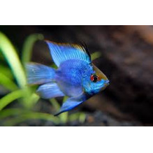 Electric blue balloon ram