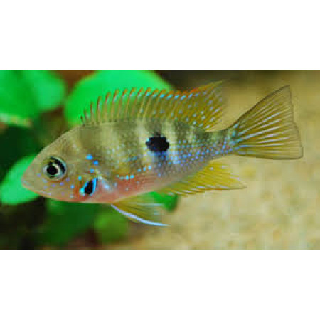 Aureus/ Blue flash Cichlid (Thorichthys aureum) Aureus/ Blue flash Cichlid (Thorichthys aureum)