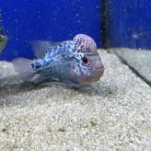 Flowerhorn high grade 4"