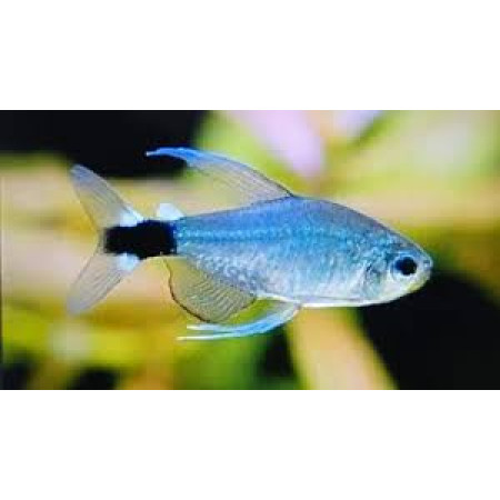 Reed Tetra - Hyphessobrycon elachys Reed Tetra - Hyphessobrycon elachys