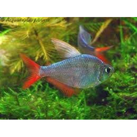 Colombian Tetra - Hyphessobrycon columbianus Colombian Tetra - Hyphessobrycon columbianus