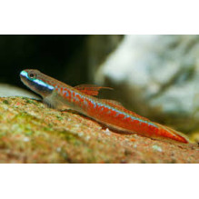 Annie Goby Stiphodon annieae