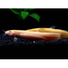 Weather Loach Gold