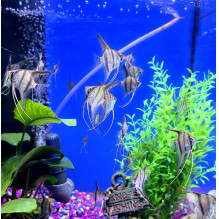 Week special 8/6 to 14/6 Red Back Manupura Angels